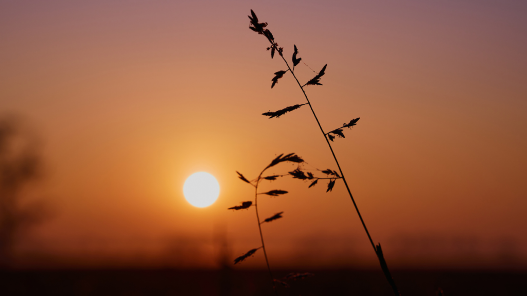 When God Is Silent: Trusting Him Between the Prayers website blog 2 image